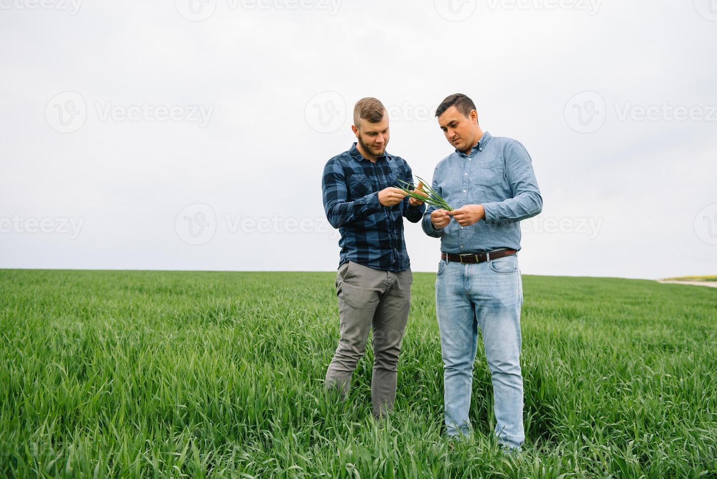 dos granjero en pie en un trigo campo con verde trigo en manos., ellos son examinando corp. joven hermoso agrónomo. agronegocios concepto. agrícola ingeniero en pie en un trigo campo. foto