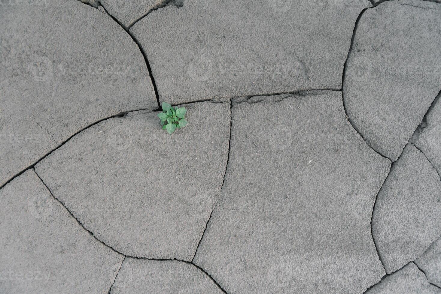 Grey cracked earth ground from drought disaster cause from weather change. The global warming and greenhouse effect cause of agricultural production is reduced photo