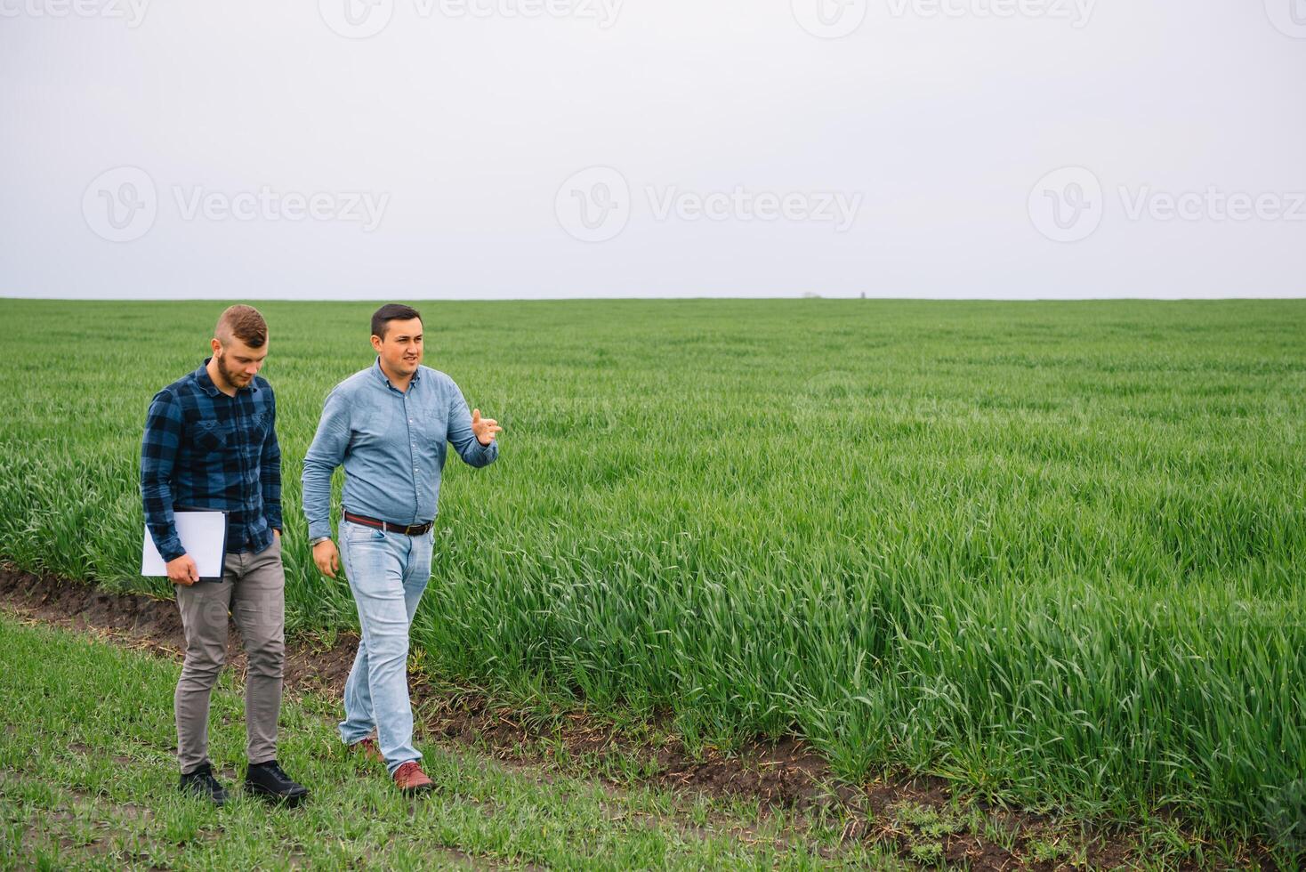 Two farmers in a field examining wheat crop. photo