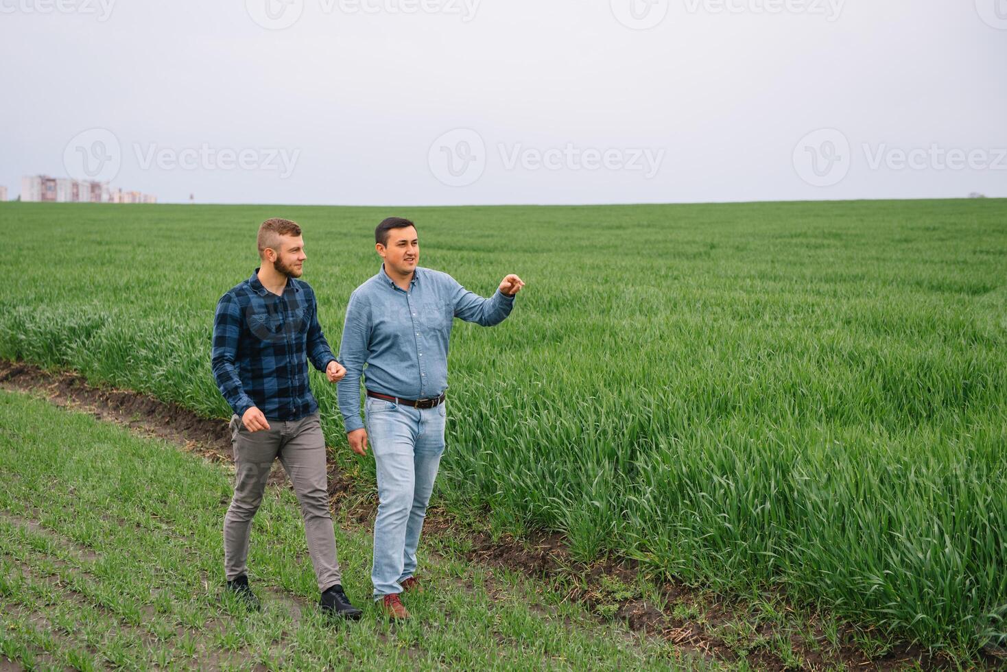 Two farmers in a field examining wheat crop. photo