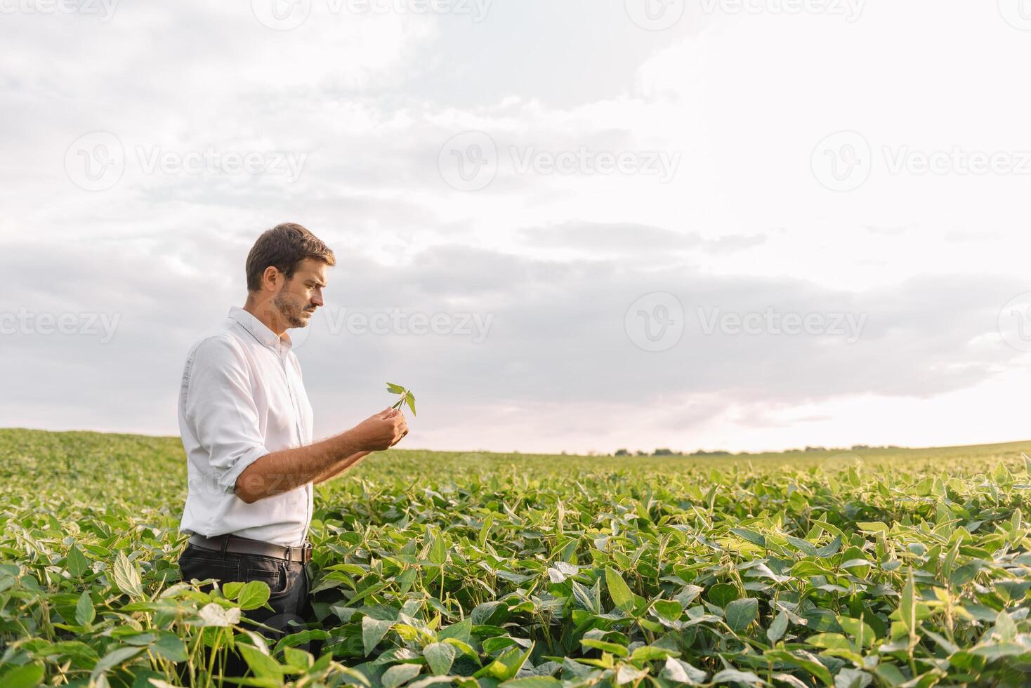 Portrait of young farmer standing in soybean field photo