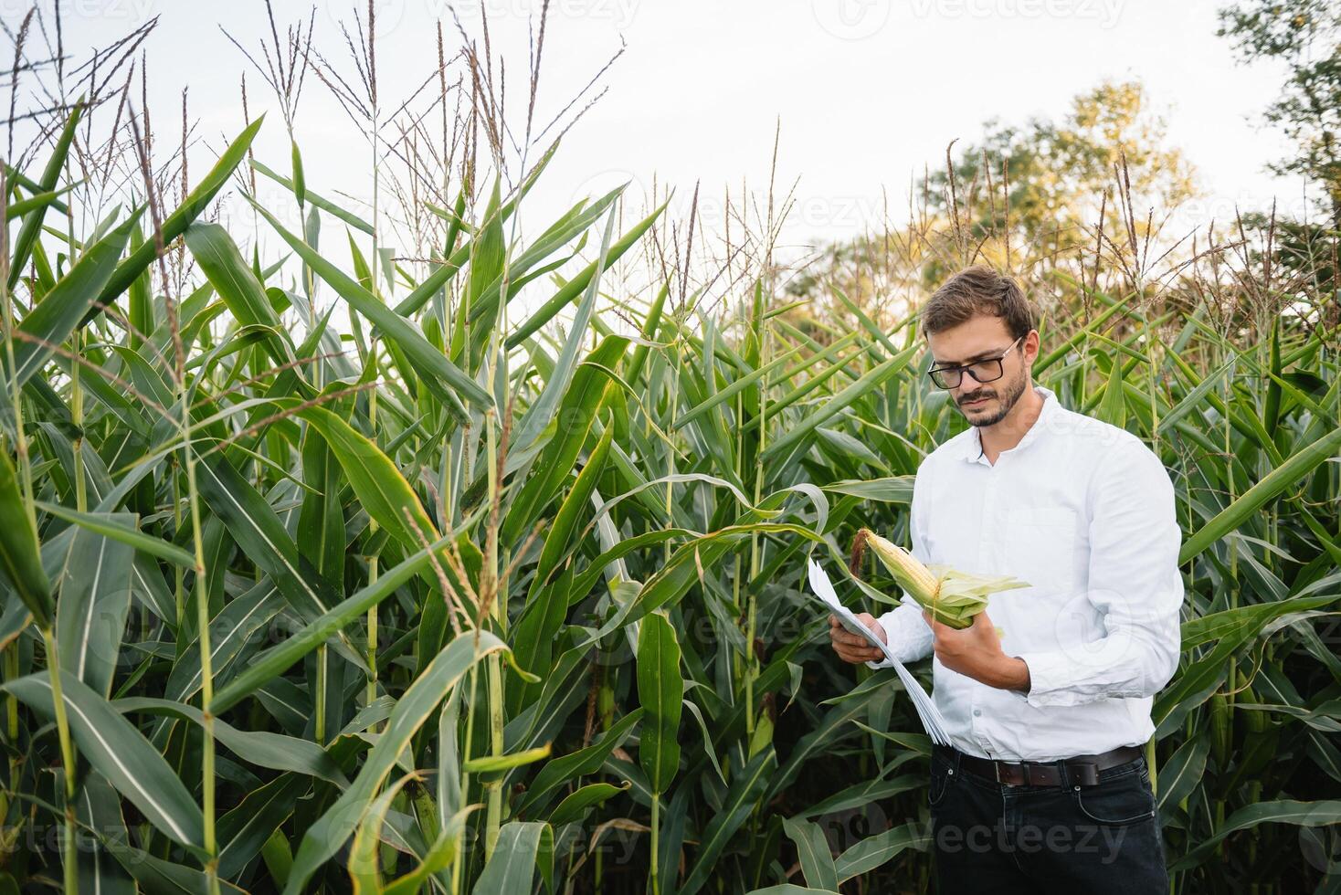 contento granjero en el campo comprobación maíz plantas durante un soleado verano día, agricultura y comida producción concepto foto