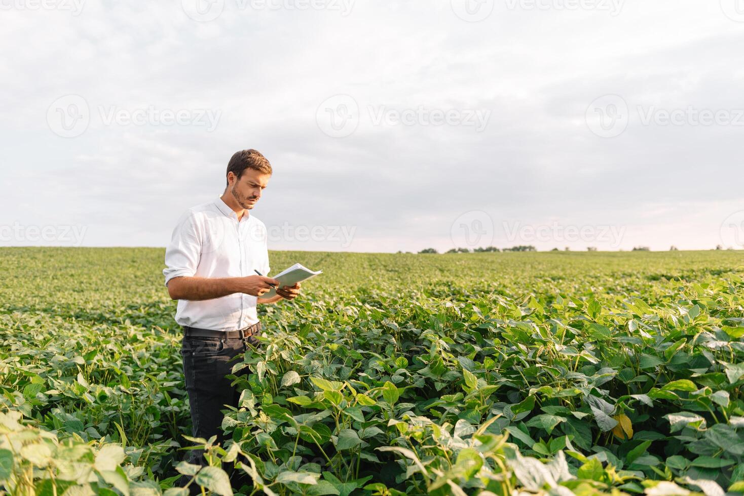 agrónomo inspeccionando soja frijol cultivos creciente en el granja campo. agricultura producción concepto. agronegocios concepto. agrícola ingeniero en pie en un soja campo foto