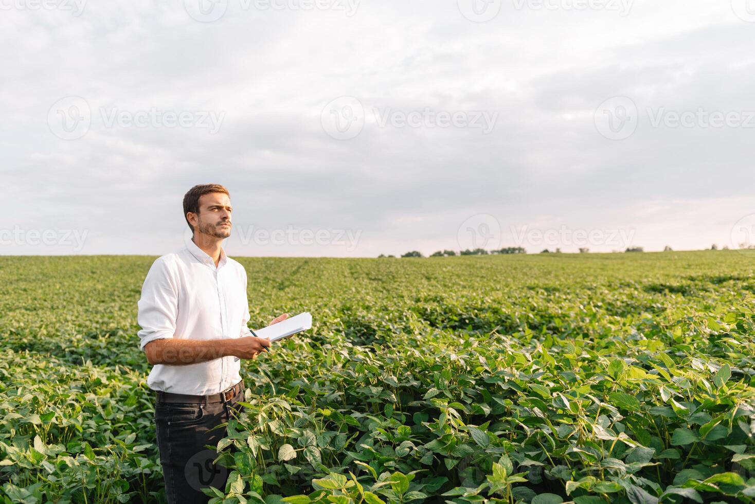 Young farmer in filed examining soybean corp. He is thumbs up. photo