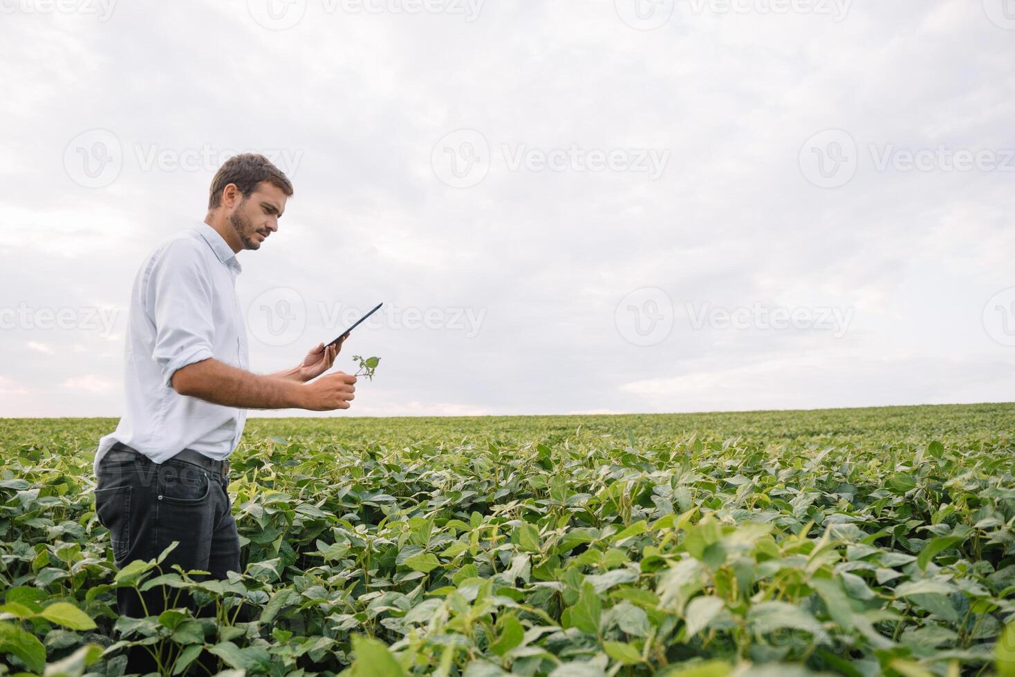 Young agronomist holds tablet touch pad computer in the soy field and examining crops before harvesting. Agribusiness concept. agricultural engineer standing in a soy field with a tablet in summer. photo