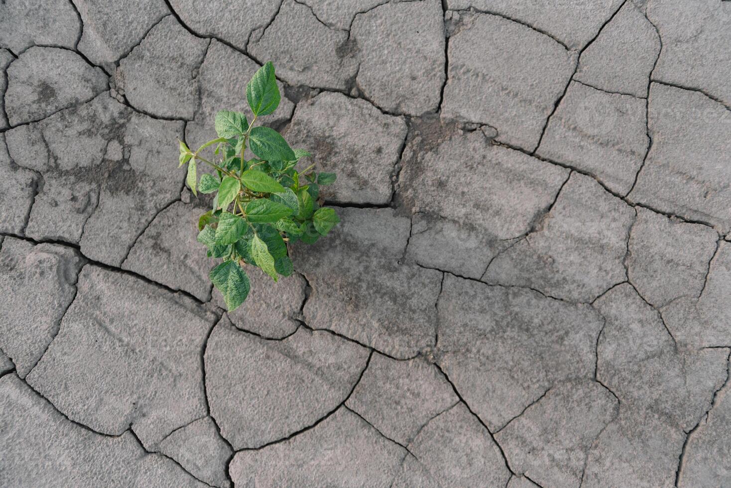 background with cracked soil and soybean field. Drought in agriculture. top view of drought in soy field with cracked soil photo