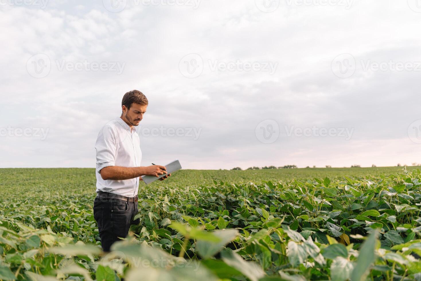 Agronomist inspecting soya bean crops growing in the farm field. Agriculture production concept. Agribusiness concept. agricultural engineer standing in a soy field photo