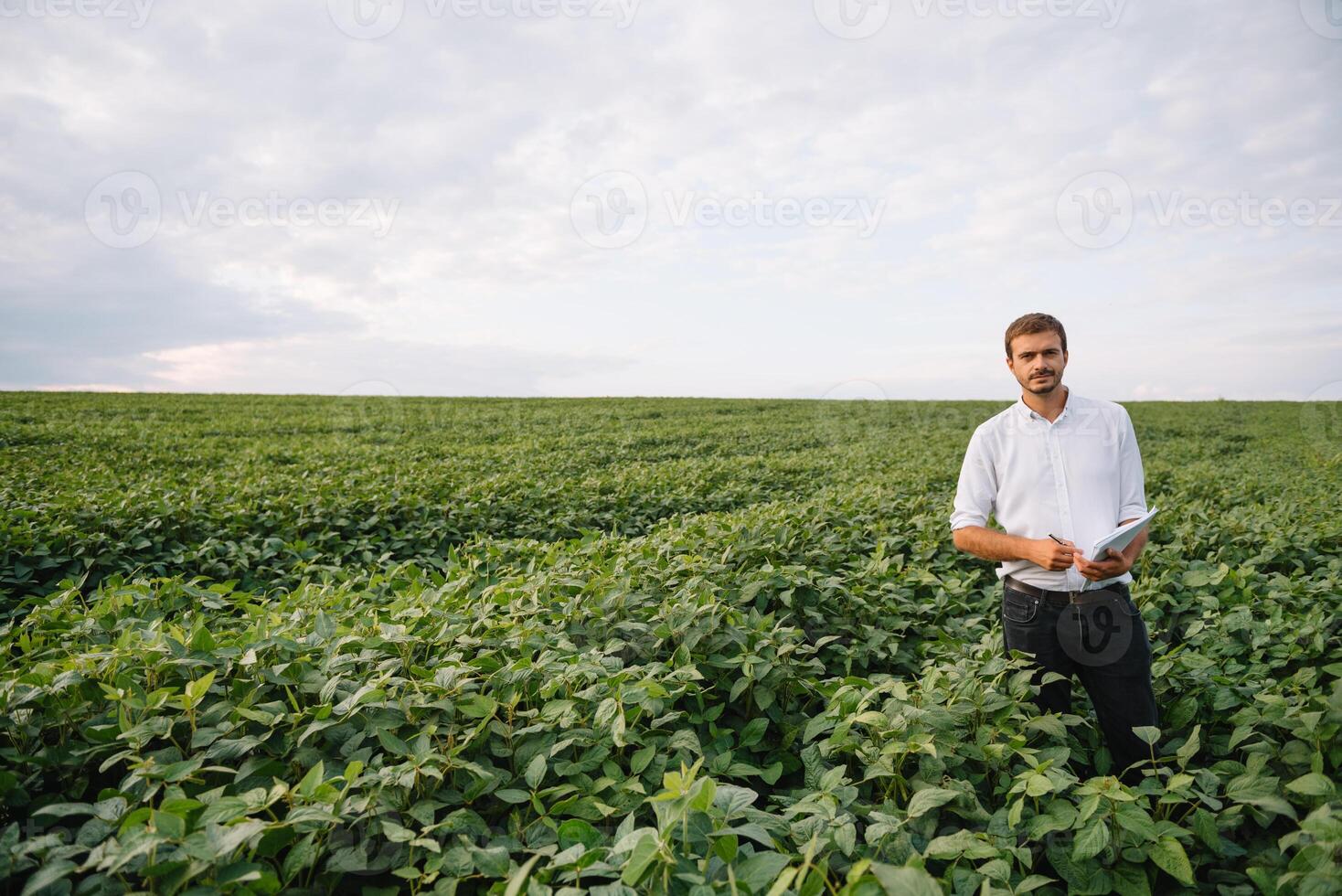 Agronomist inspecting soya bean crops growing in the farm field. Agriculture production concept. Agribusiness concept. agricultural engineer standing in a soy field photo