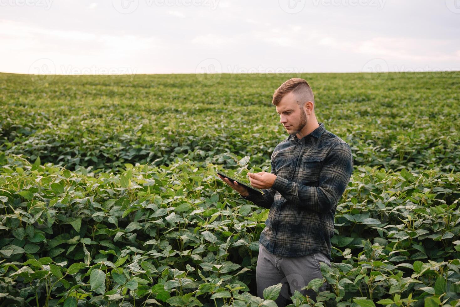 Young agronomist holds tablet touch pad computer in the soy field and examining crops before harvesting. Agribusiness concept. agricultural engineer standing in a soy field with a tablet in summer. photo
