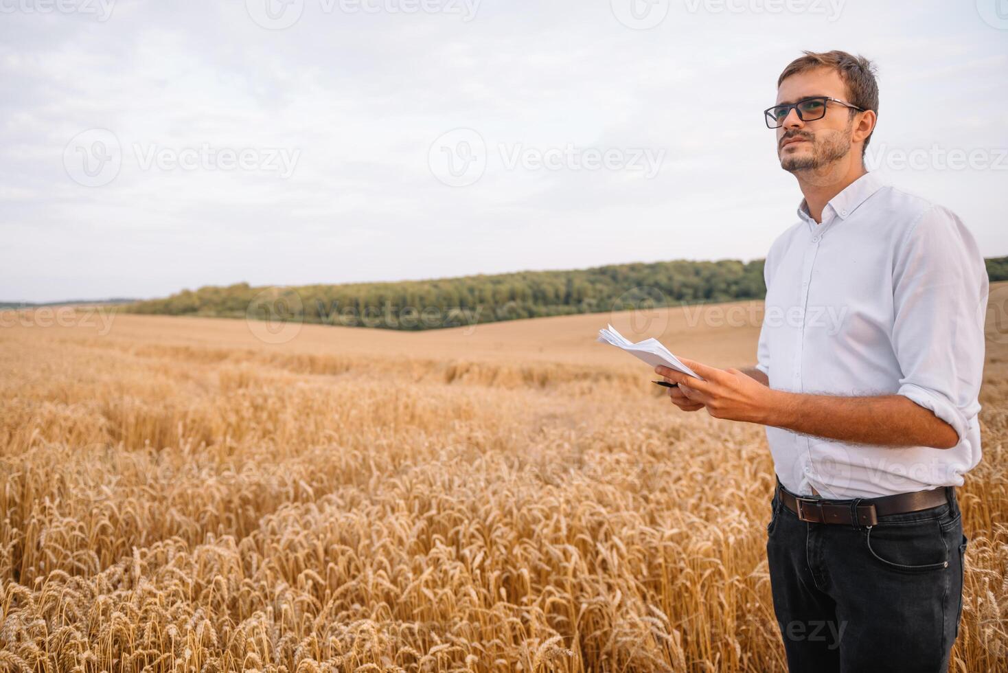 Agriculture, farmer or agronomist inspect quality of wheat in field ready to harvest photo
