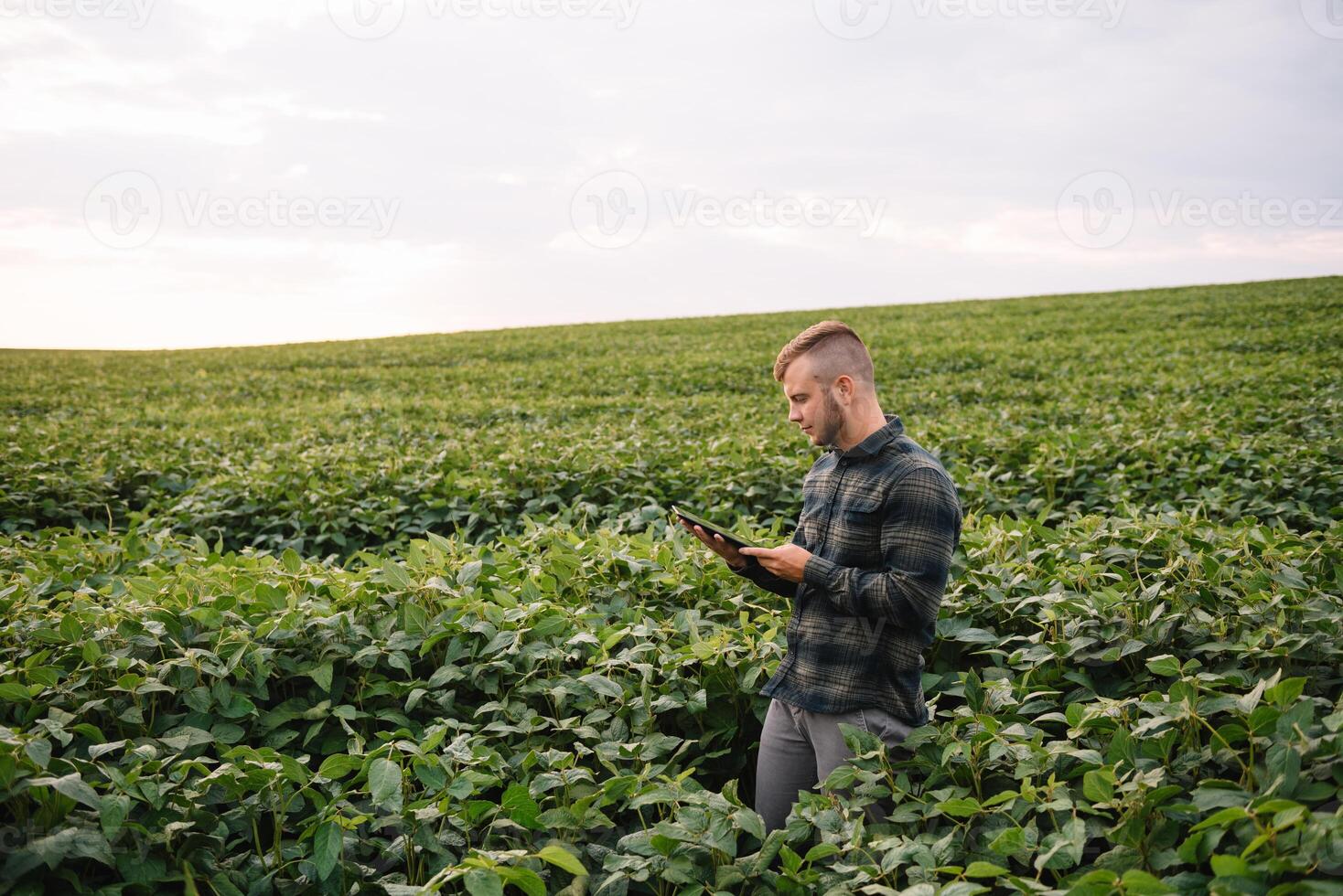 agrónomo inspeccionando soja frijol cultivos creciente en el granja campo. agricultura producción concepto. agronegocios concepto. agrícola ingeniero en pie en un soja campo foto