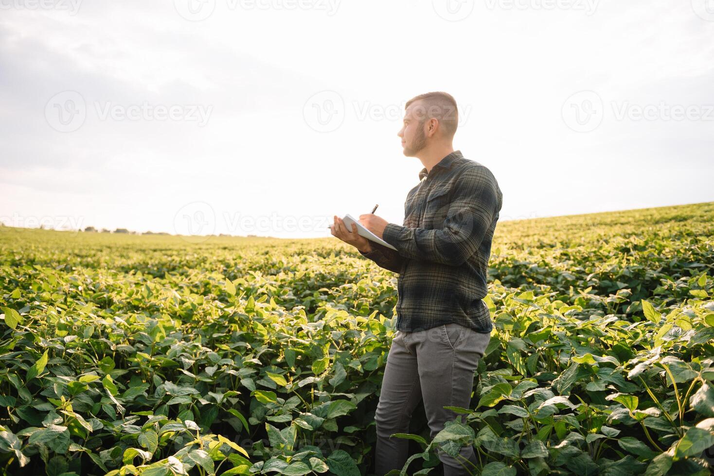 agrónomo inspeccionando soja frijol cultivos creciente en el granja campo. agricultura producción concepto. agronegocios concepto. agrícola ingeniero en pie en un soja campo foto