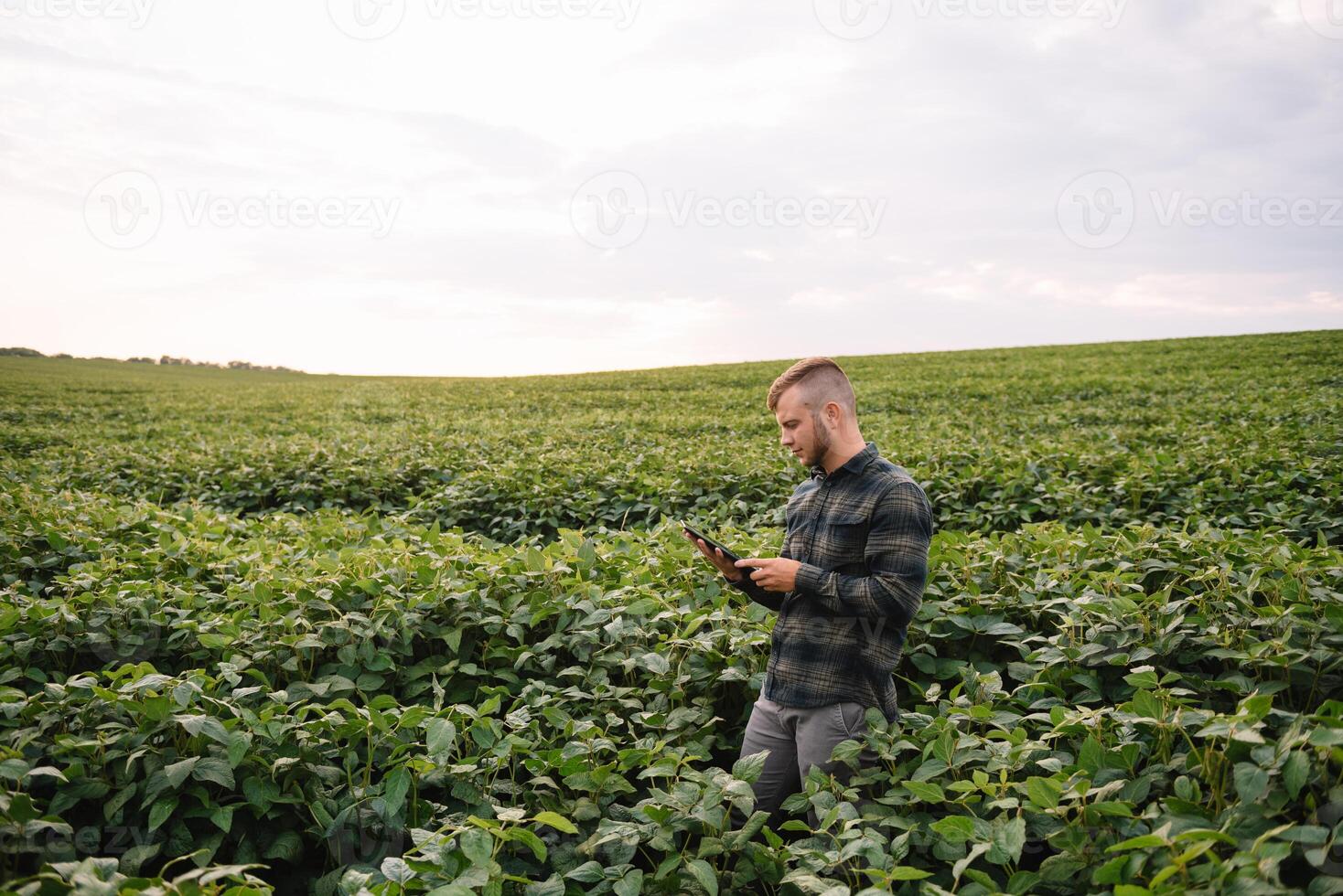 Young agronomist holds tablet touch pad computer in the soy field and examining crops before harvesting. Agribusiness concept. agricultural engineer standing in a soy field with a tablet in summer. photo