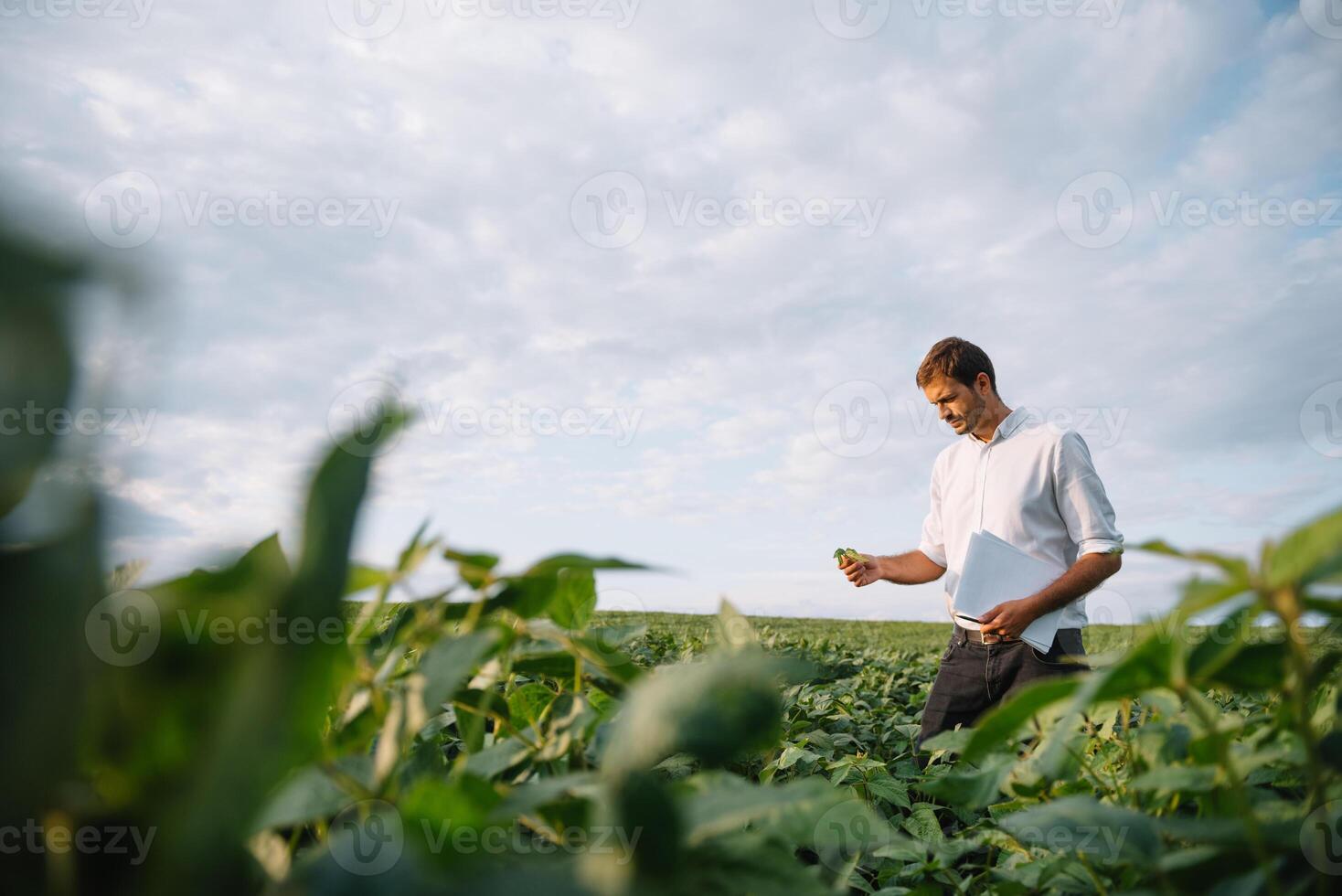 Agronomist inspecting soya bean crops growing in the farm field. Agriculture production concept. Agribusiness concept. agricultural engineer standing in a soy field photo