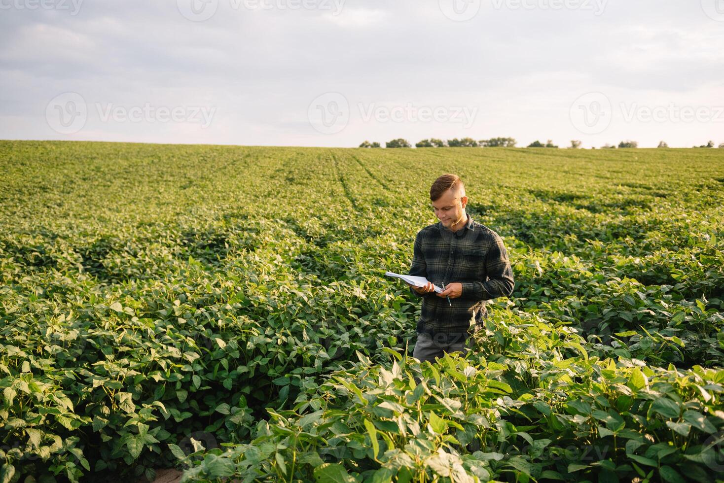 Agronomist inspecting soya bean crops growing in the farm field. Agriculture production concept. Agribusiness concept. agricultural engineer standing in a soy field photo