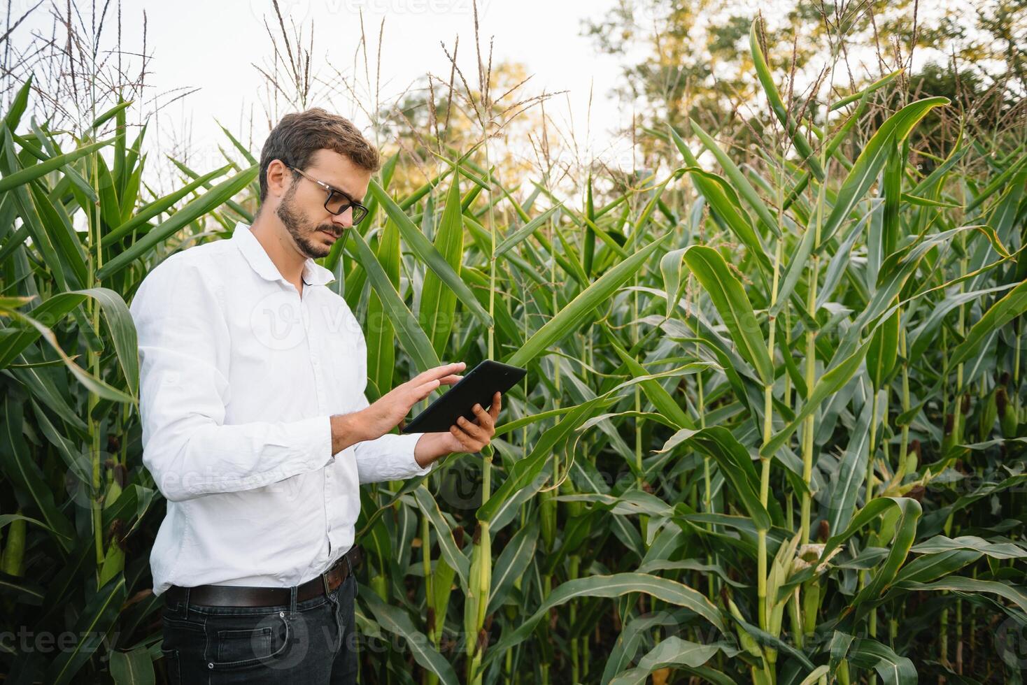 Happy farmer in the field checking corn plants during a sunny summer day, agriculture and food production concept. photo