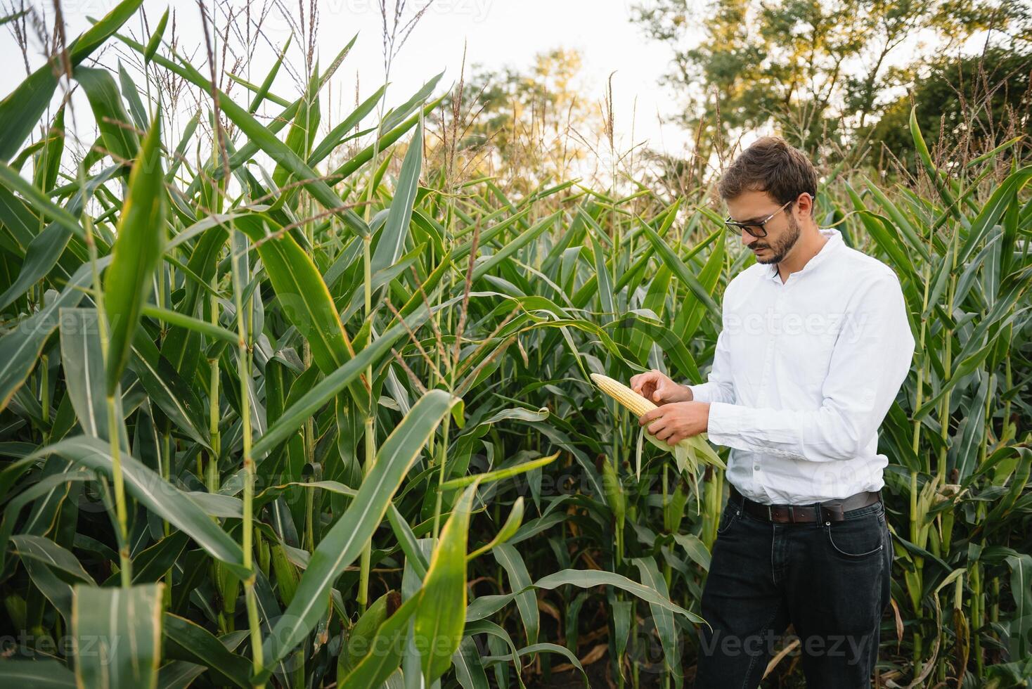 retrato de un granjero sonriente a el cámara, mirando y comprobación el maizal, verduras antecedentes. concepto ecología, maíz, bio producto, inspección, agua, natural productos foto