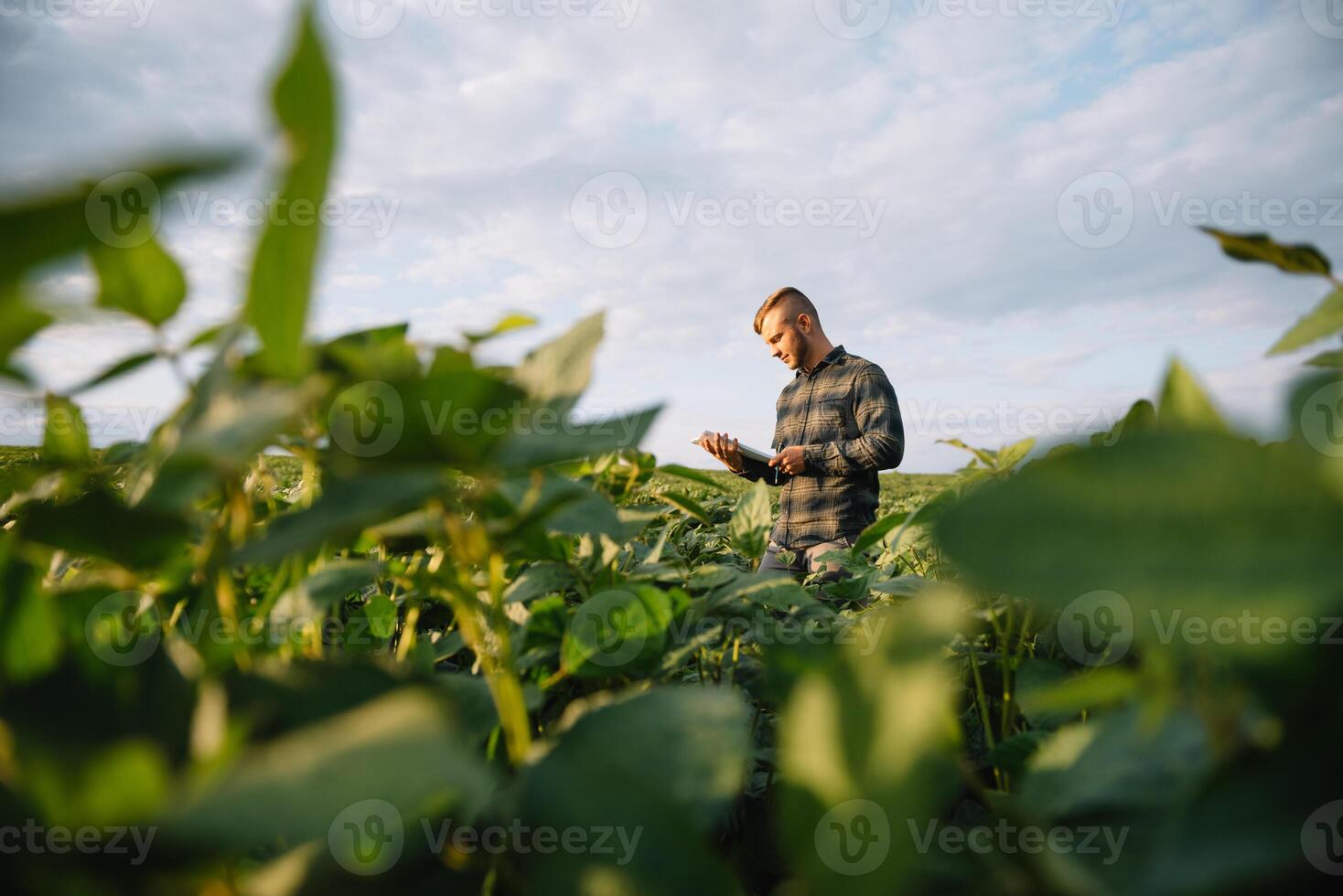 agrónomo inspeccionando soja frijol cultivos creciente en el granja campo. agricultura producción concepto. agronegocios concepto. agrícola ingeniero en pie en un soja campo foto