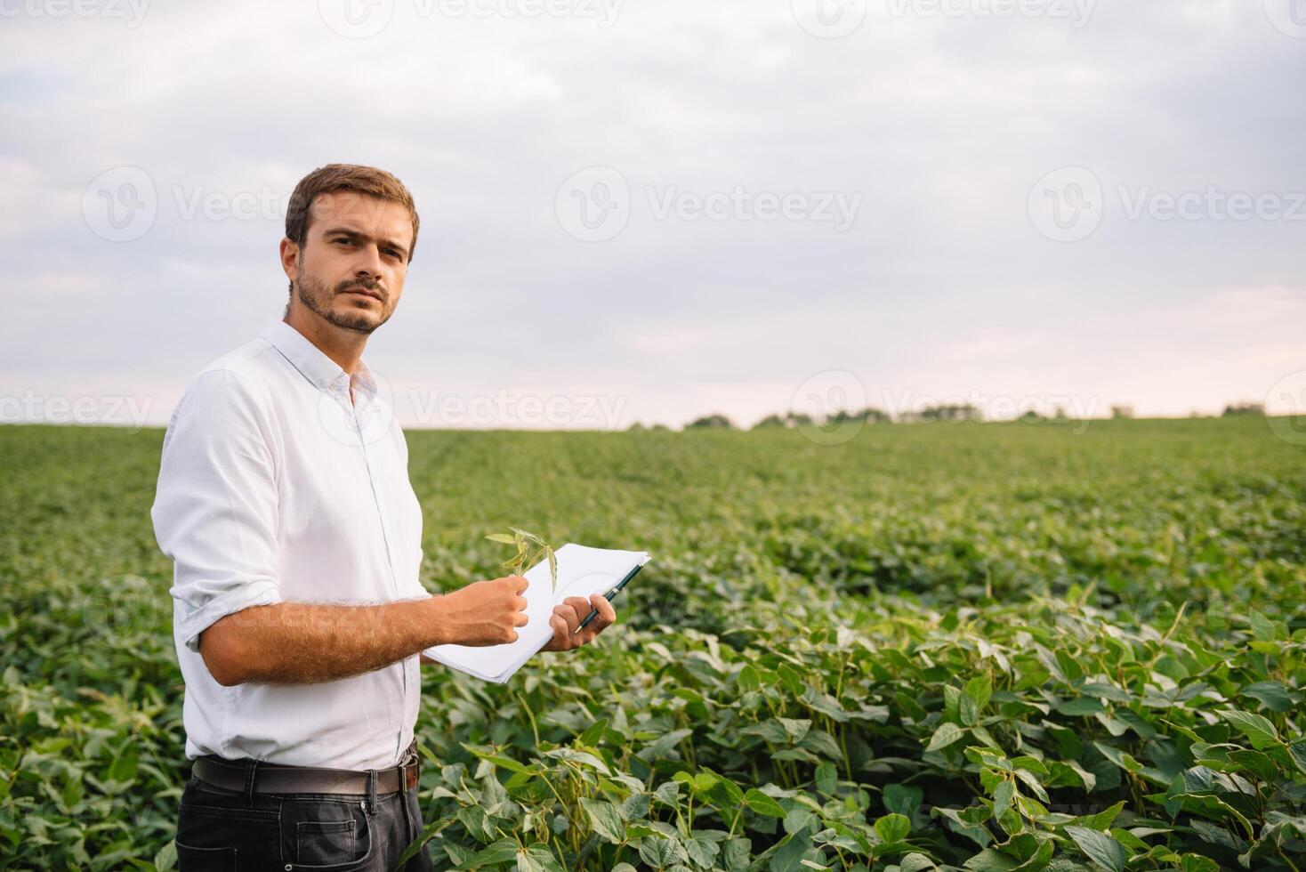 Agronomist inspecting soya bean crops growing in the farm field. Agriculture production concept. Agribusiness concept. agricultural engineer standing in a soy field photo