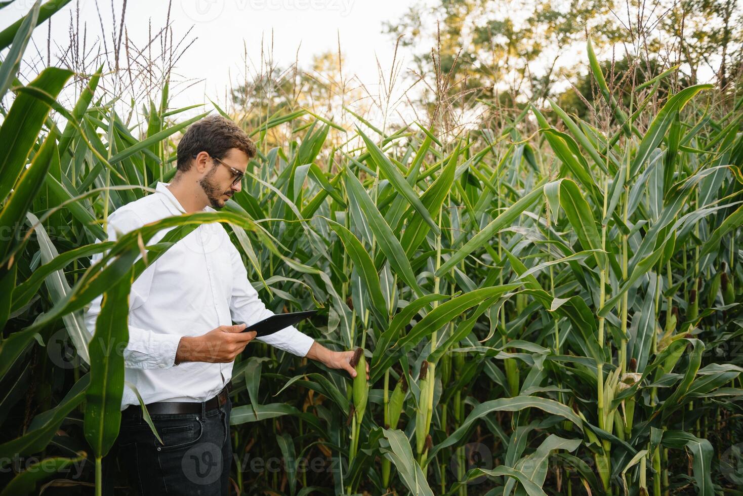 joven agrónomo sostiene tableta toque almohadilla computadora en el soja campo y examinando cultivos antes de cosecha. agronegocios concepto. agrícola ingeniero en pie en un soja campo con un tableta en verano. foto