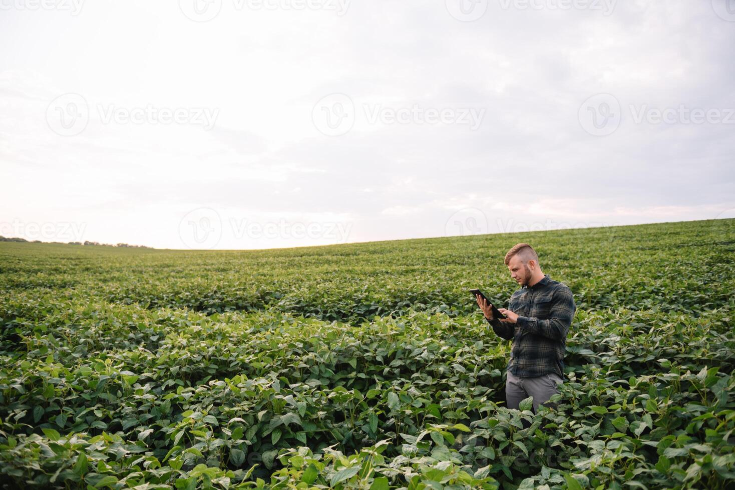 Young agronomist holds tablet touch pad computer in the soy field and examining crops before harvesting. Agribusiness concept. agricultural engineer standing in a soy field with a tablet in summer. photo