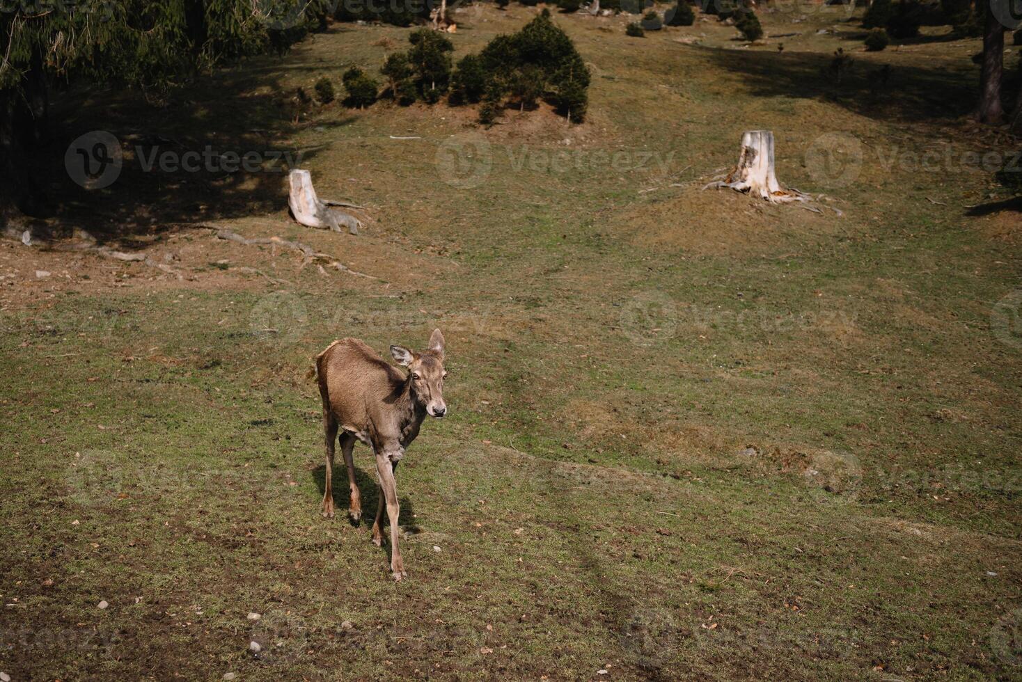 deer in the wild photo