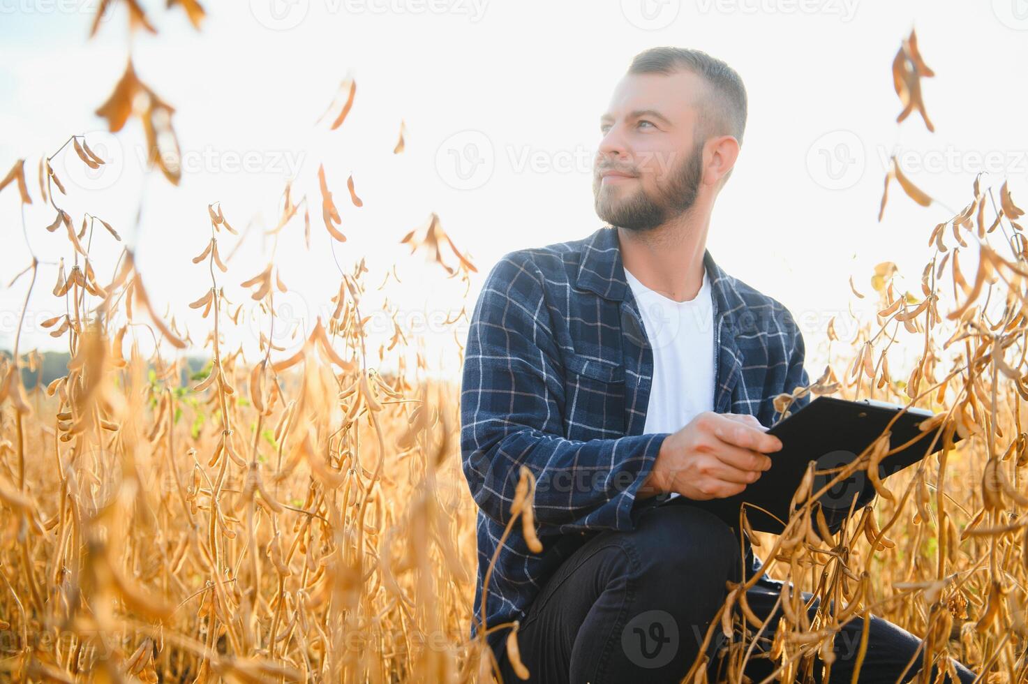 armer inspects soybeans before harvesting. The concept of agricultural industry photo