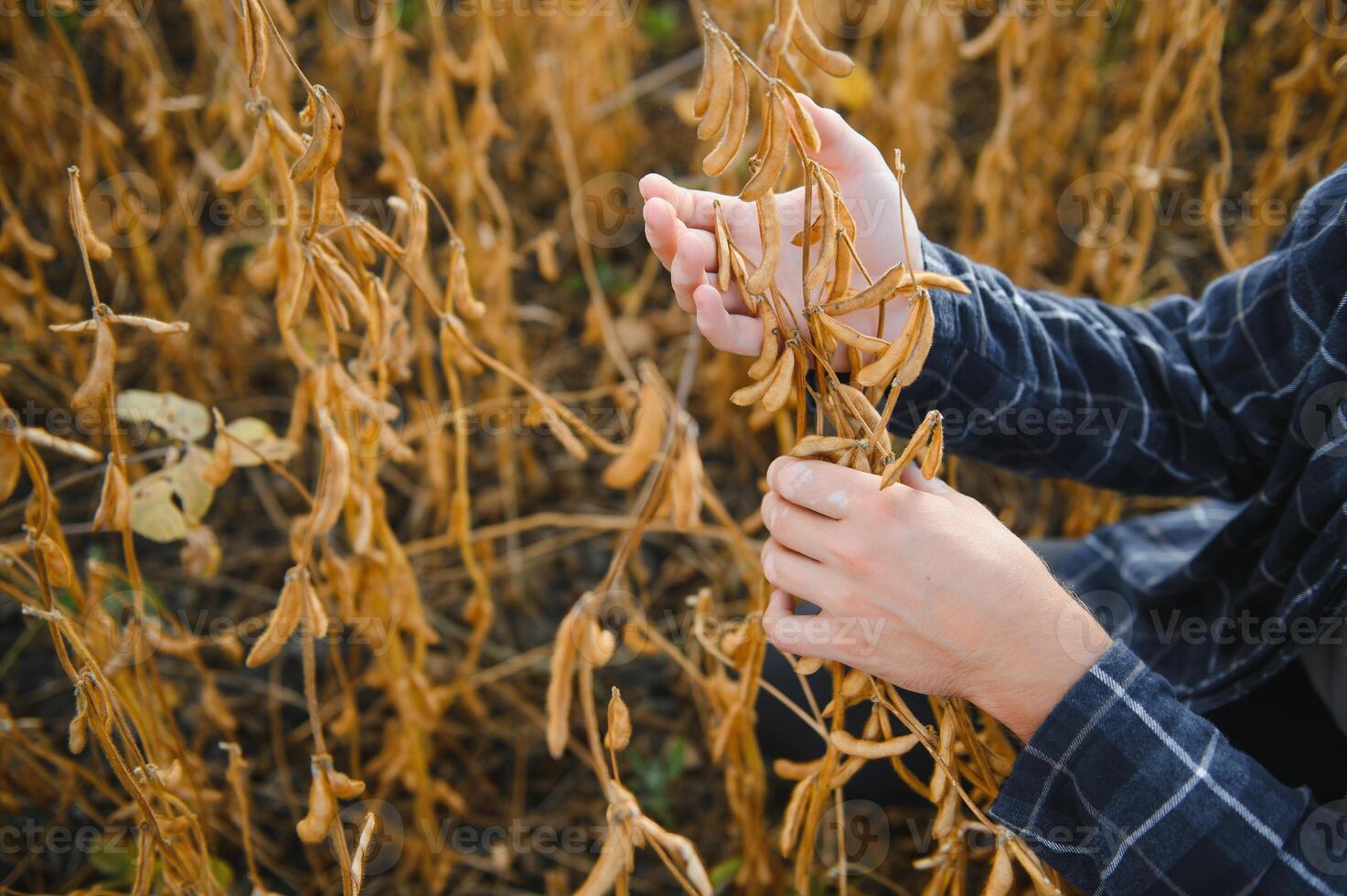 soy in hand. elite soybeans in the farmer's hand, holding his fingers. full pods of soybeans. autumn season. harvesting, autumn harvest, close-up, macro photo. photo