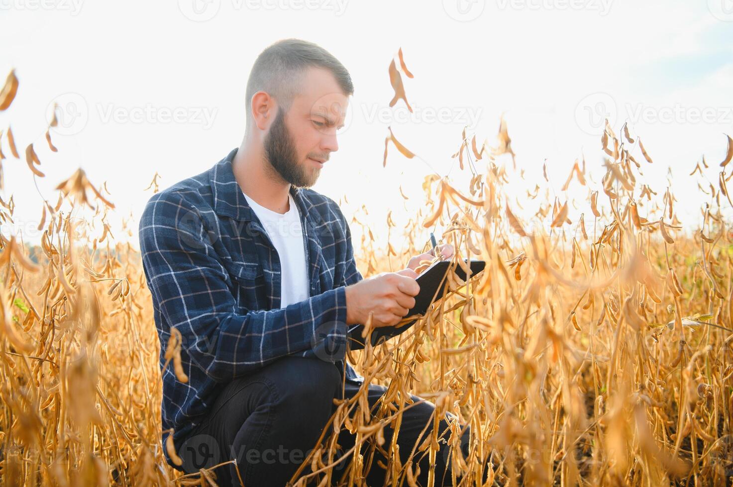 farmer agronomist in soybean field checking crops. Organic food production and cultivation photo