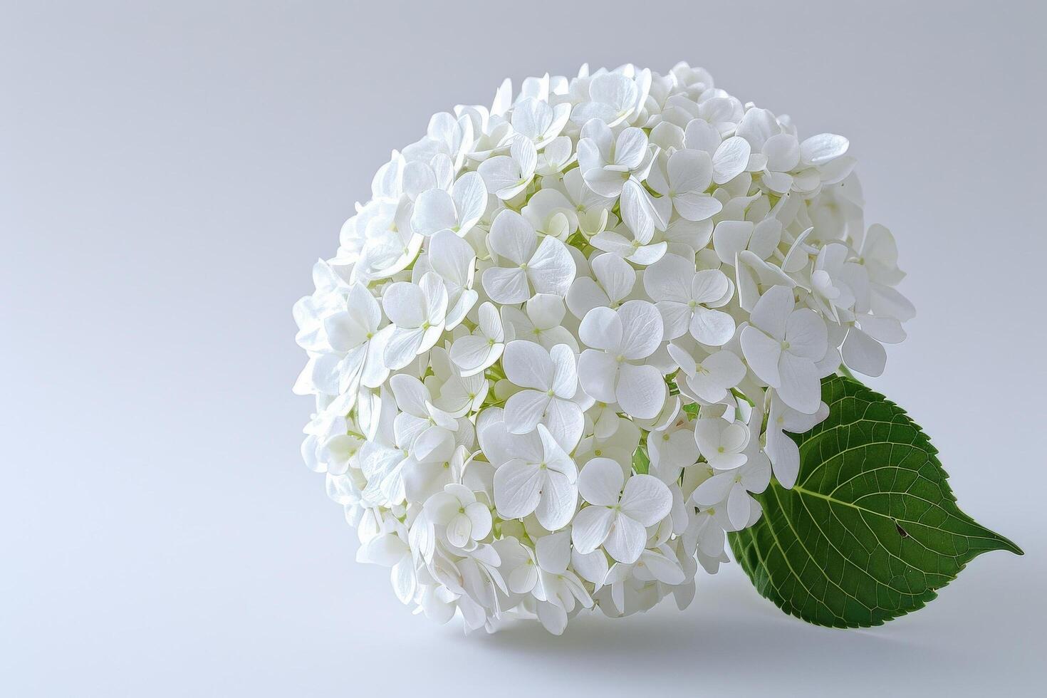 White Hydrangea Bloom Close Up photo