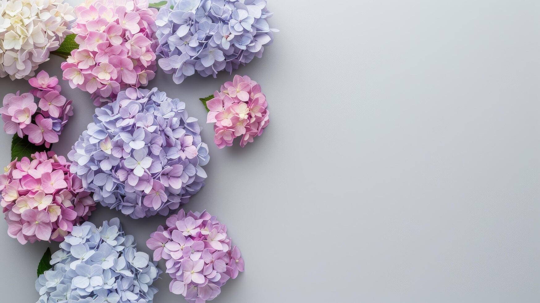 Assorted Hydrangeas on Neutral Background photo