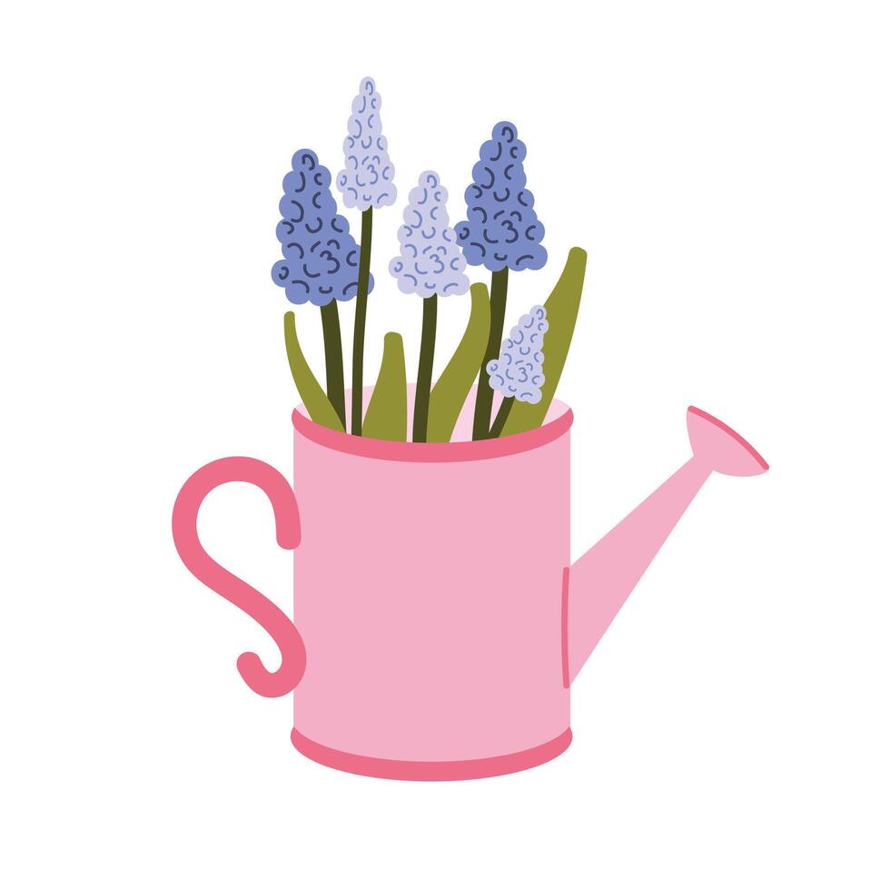 watering can with flowers. Blue muscari flower. Spring theme. Hand drawn style. White isolated background. vector