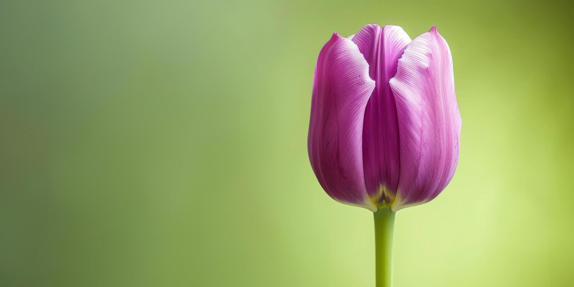 Solo Purple Tulip Portrait photo