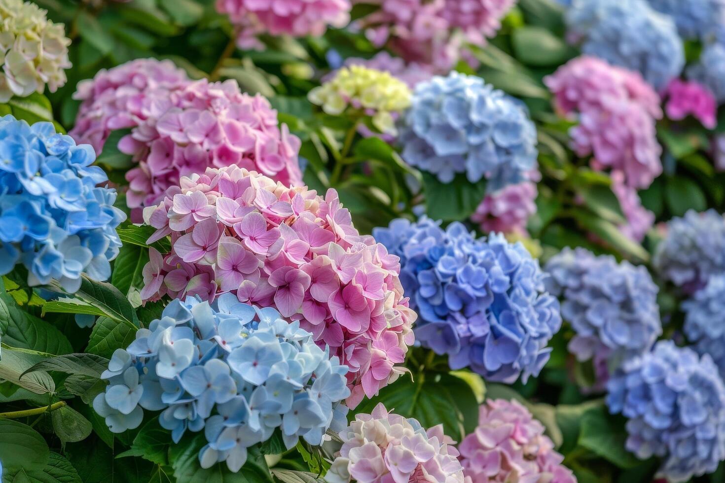 Hydrangea Blossoms in Variety photo