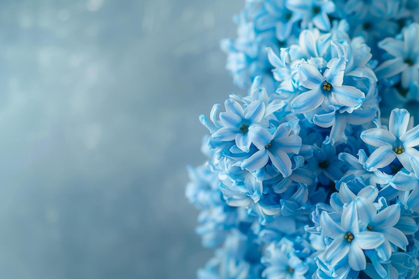 Blue Hyacinth Flowers Gentle Bokeh photo