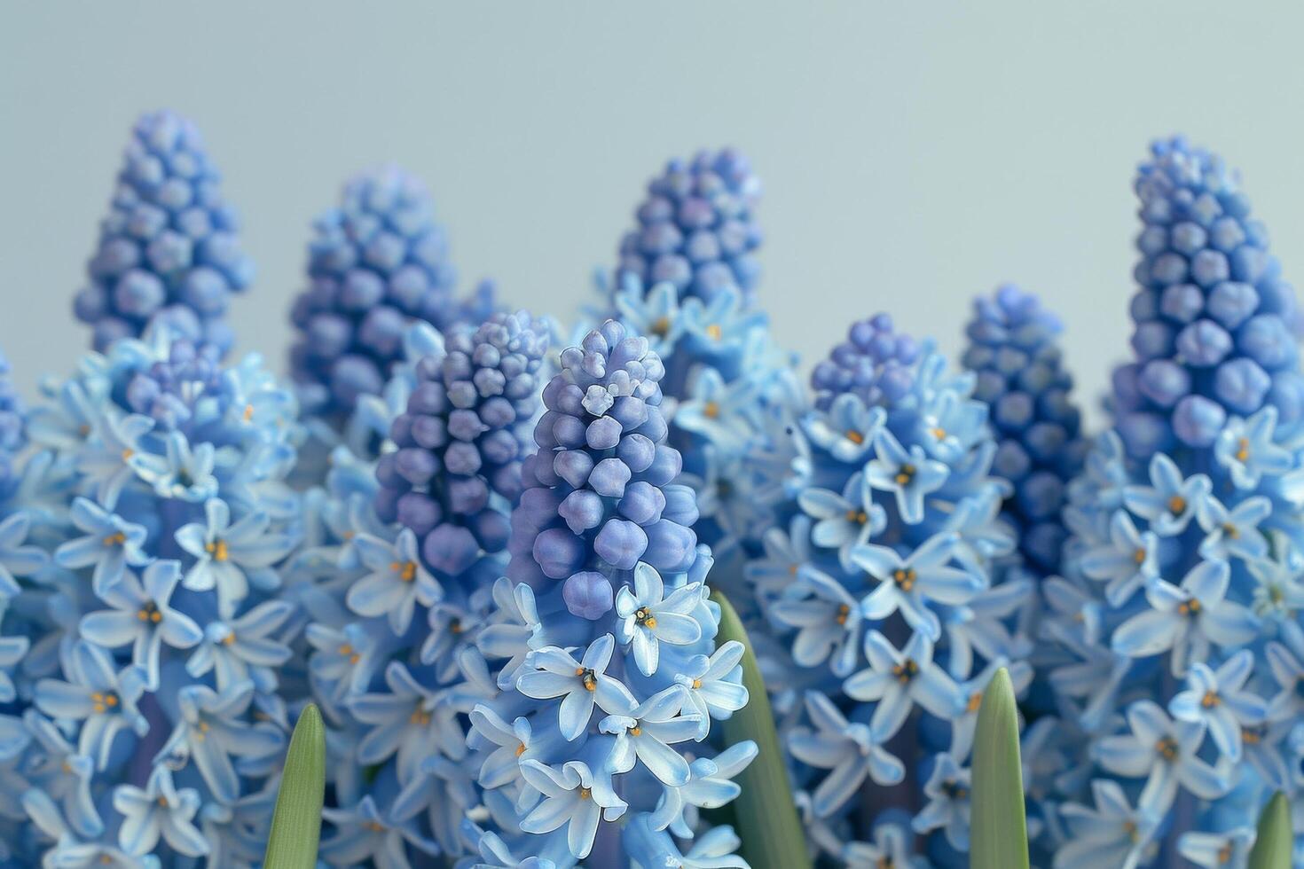 Blue Hyacinth Blossoms Spring Display photo