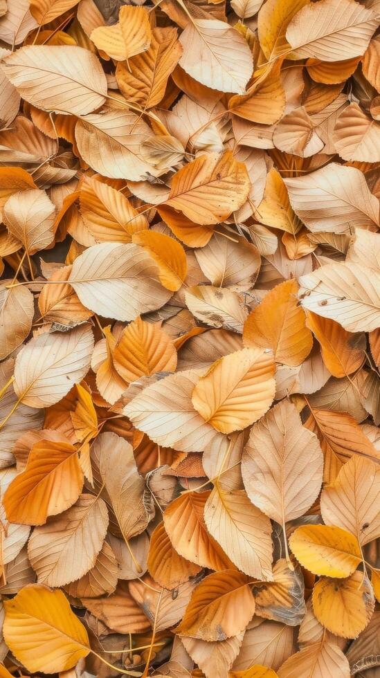 Dried Beech Leaves Texture photo