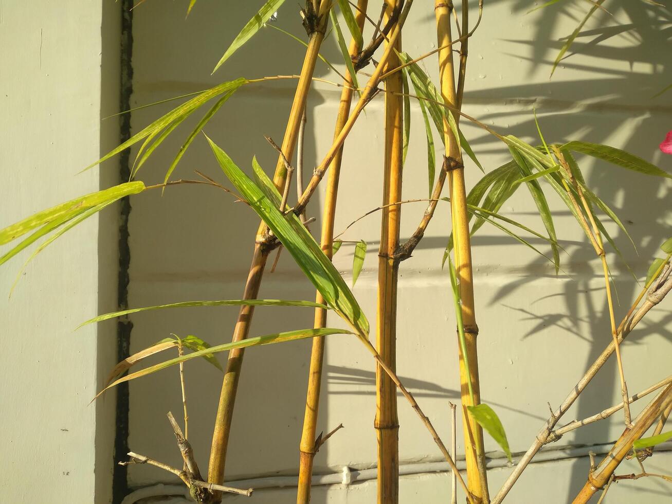 amarillo bambú árbol con cemento pared antecedentes foto