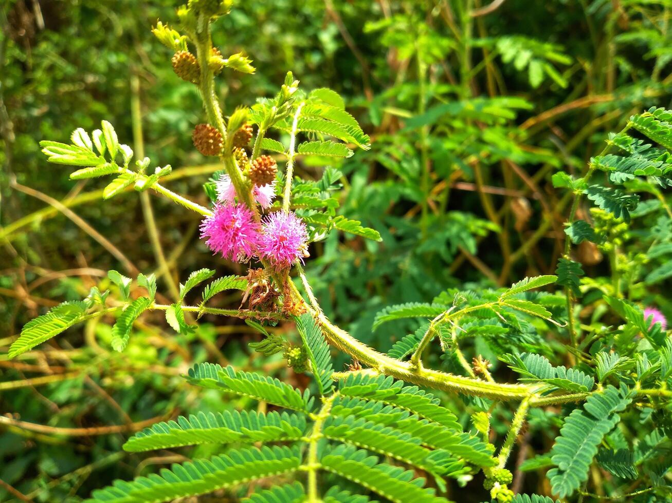 We always remember Mimosa pudica L as a plant that is able to close its leaves when touched or blown. photo