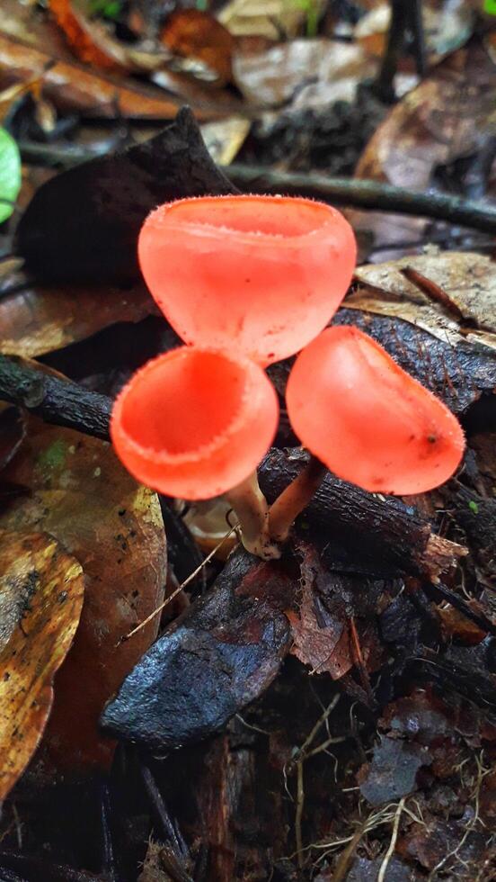 A pile of autumn mushrooms, with various shapes and colors, sprawled across the forest floor, creating a natural work of art. photo