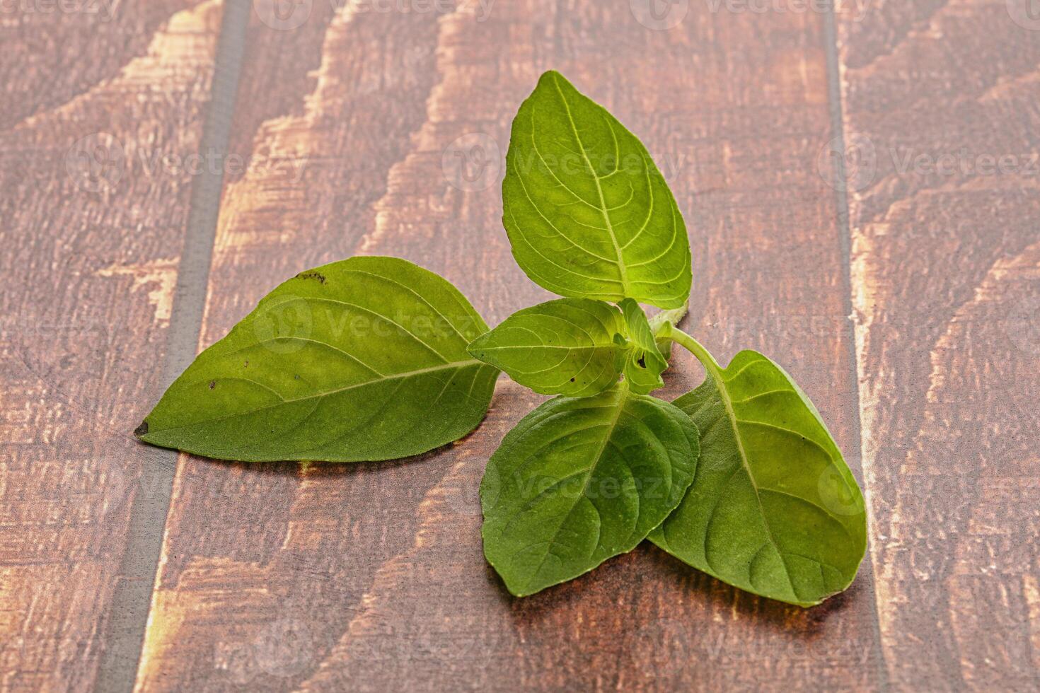 Raw green basil leaves seasoning photo