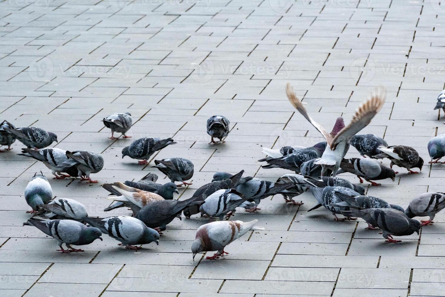 Pigeon on paving stones on market square photo