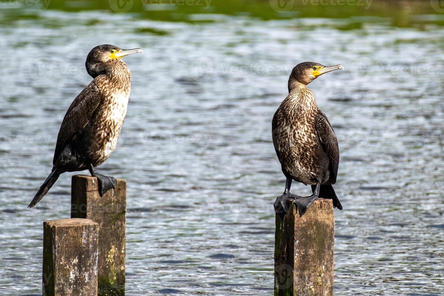 2 comorants on 2 wooden poles in the sea photo