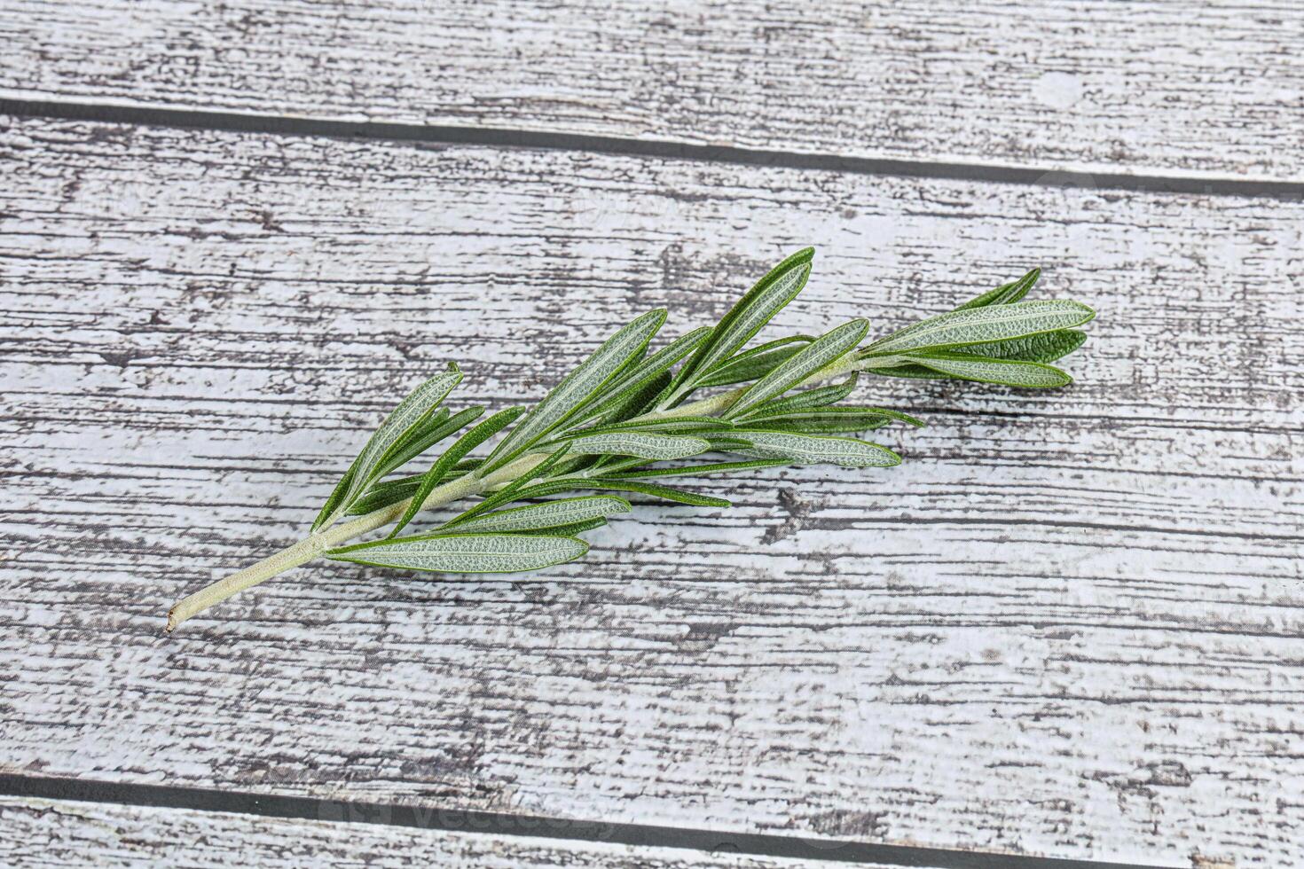 Rosemary branch - organic spicy herb photo