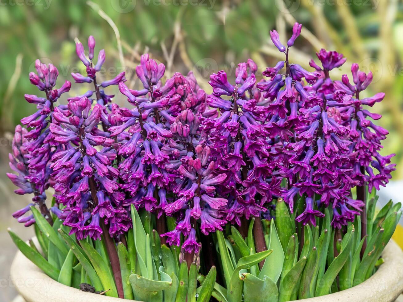 Purple Hyacinth flowers growing in a clay pot photo