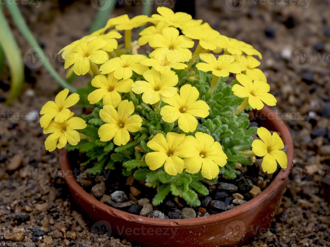 Dionysia aretioides Bevere plant with yellow flowers photo