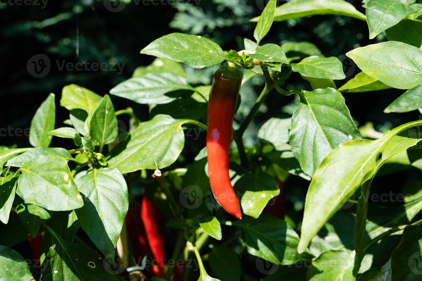 fresh and spicy red hot chilli pepper photo