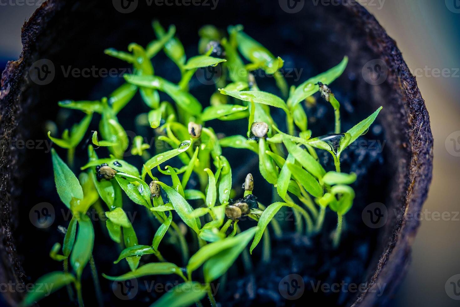 fresh and spicy red hot chilli pepper photo