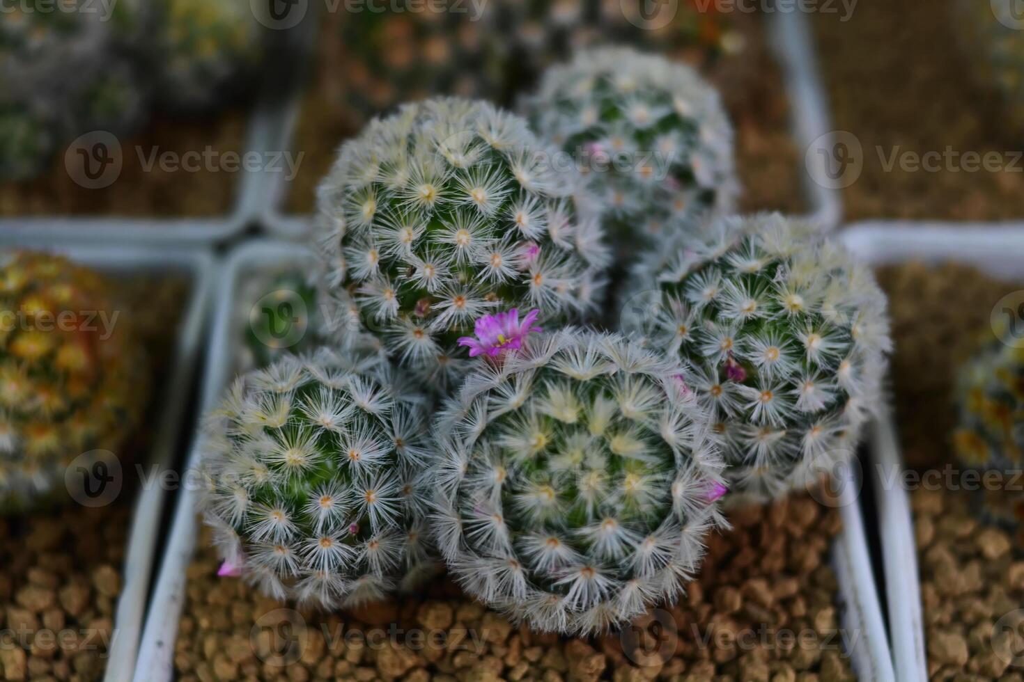 Potted plants, round cacti in white pots for sale at the plant market photo