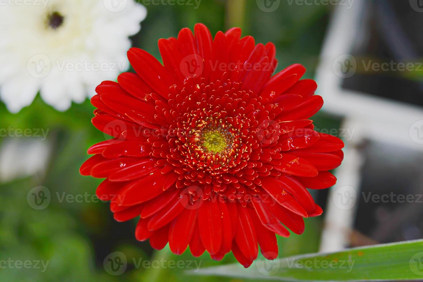 Close up of red gerbera flower blossom in garden photo